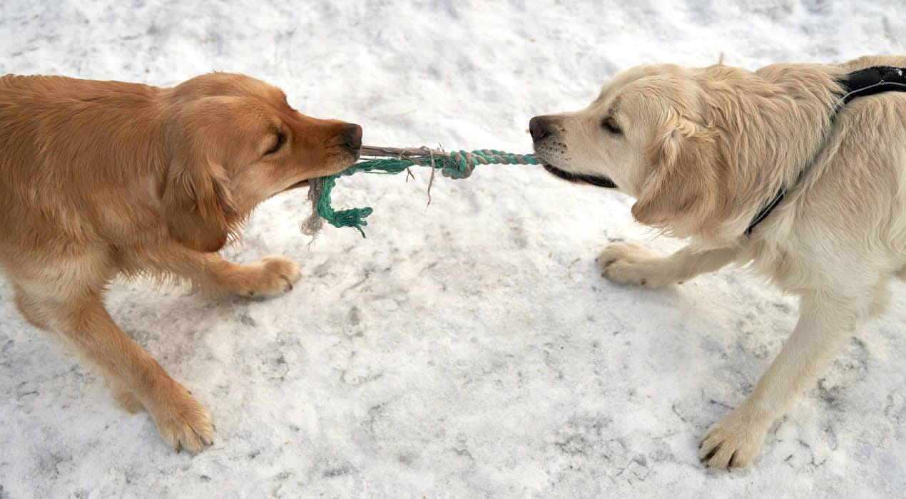 Two dogs playing tug of war with a piece of rope