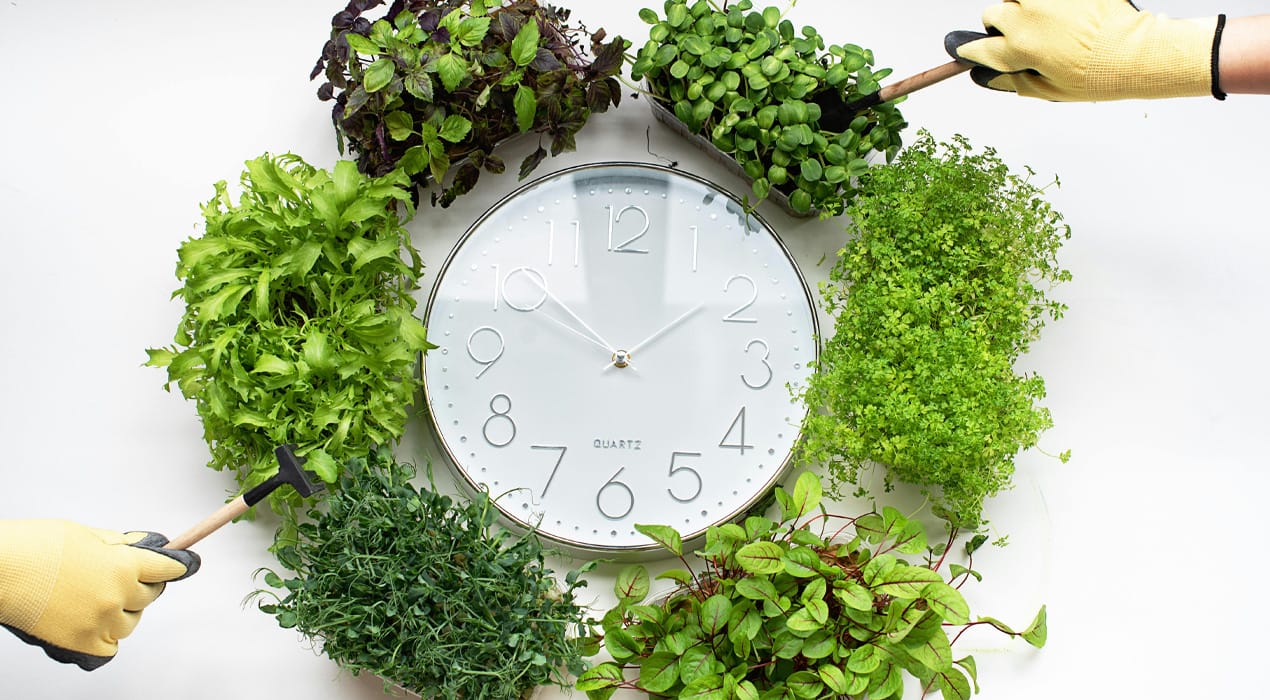 Punnets of seedlings around a clock