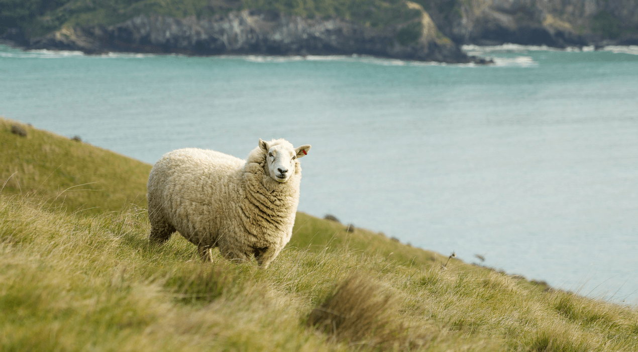 Sheep standing on the side of a hill, looking out over a lake or ocean