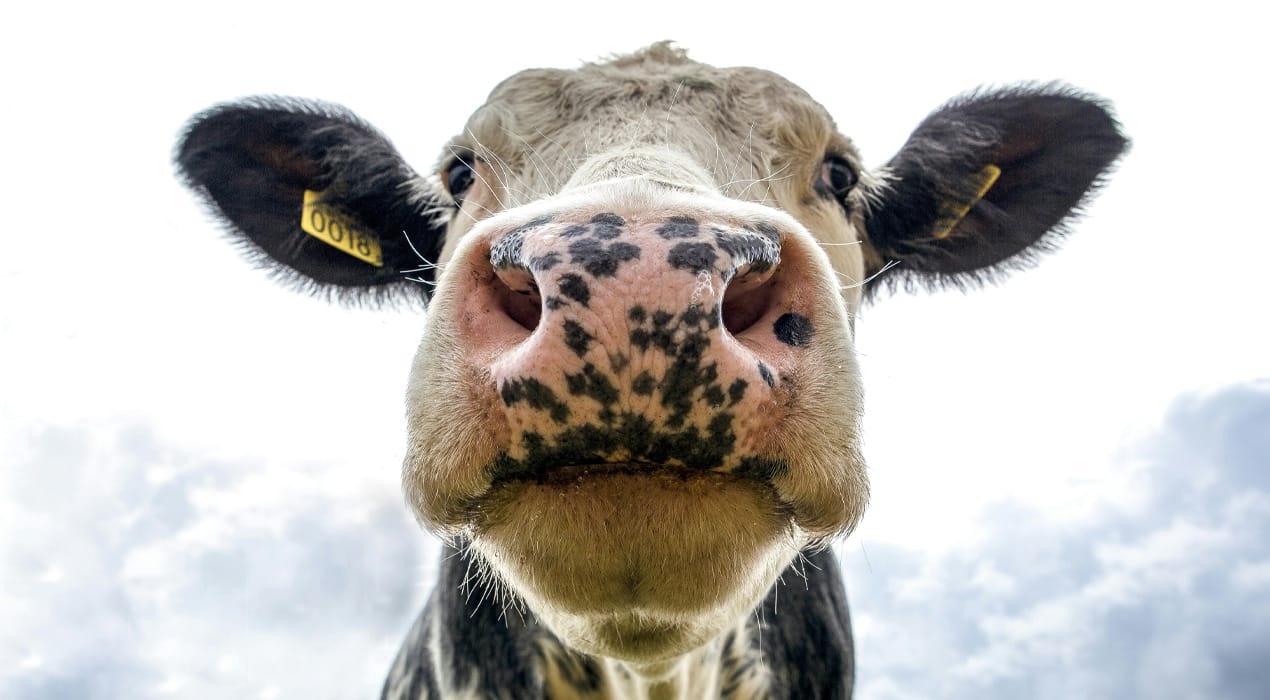 Close up image of a cow's face