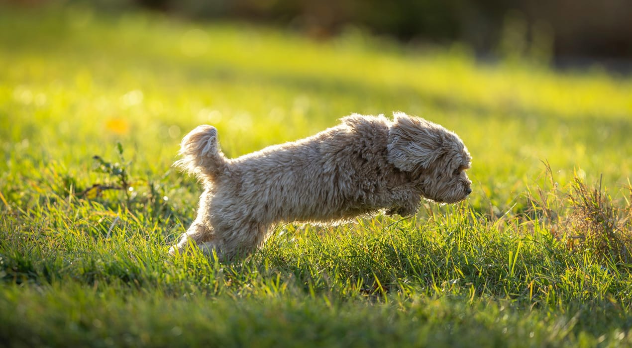 Puppy bounding through a grassy field