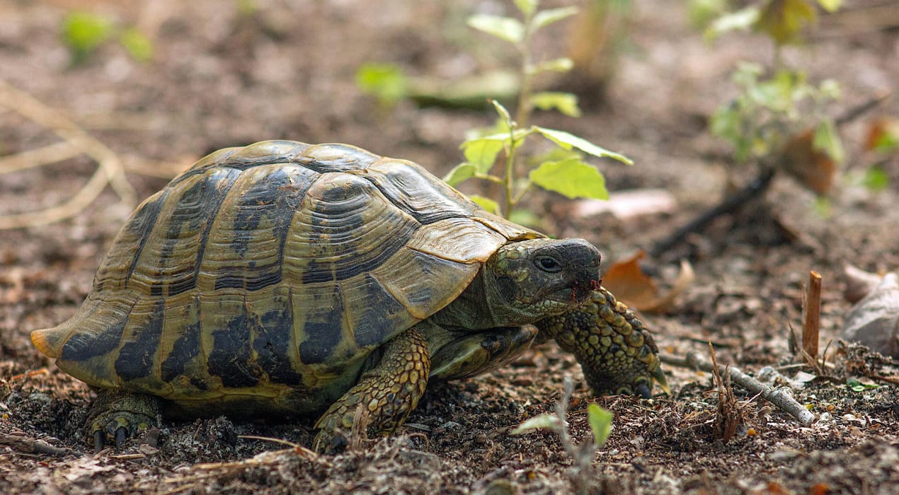 Close up photo of a tortoise