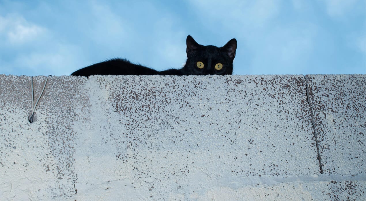 Black cat laying on top of a concrete wall, peering over the edge